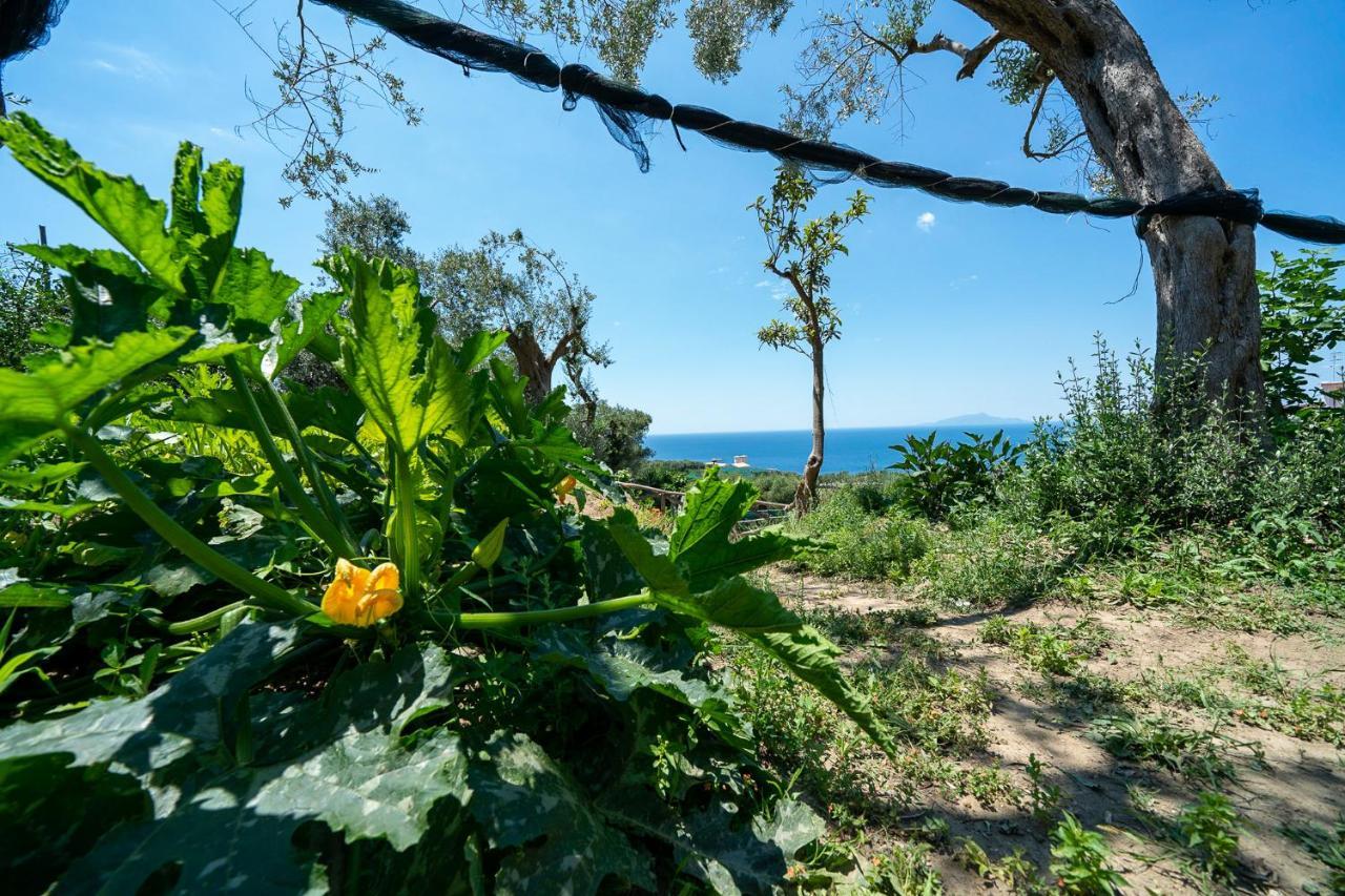 Villa Lorelei Massa Lubrense Buitenkant foto